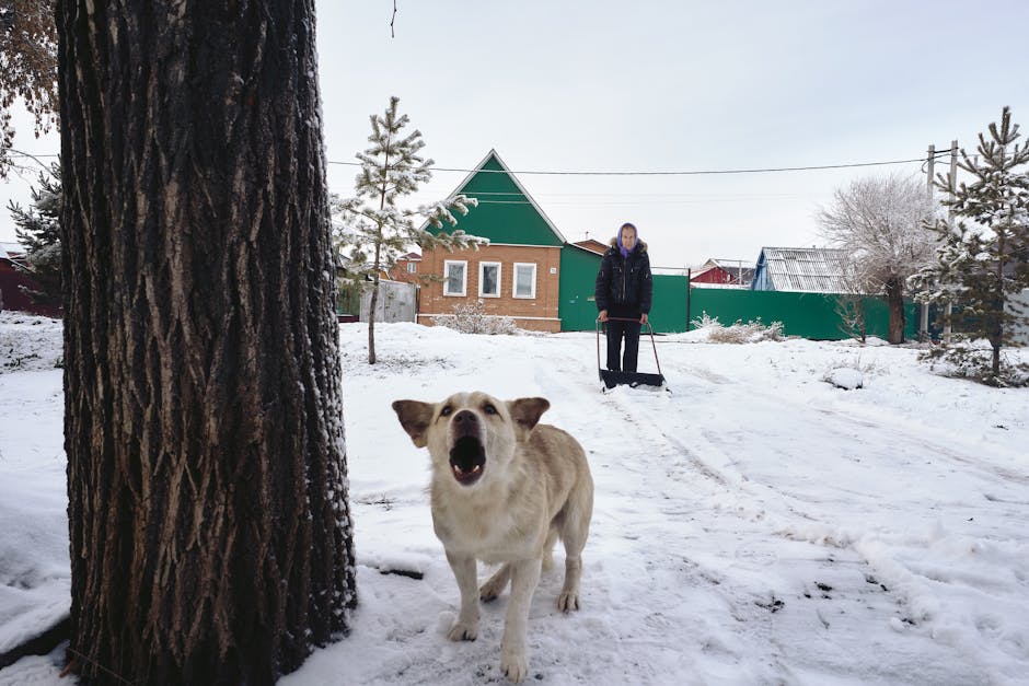 A woman standing on a snow-covered residential driveway during winter, holding a snow shovel, with a large, fluffy dog in the foreground facing the camera and barking. The scene includes a tall tree trunk on the left, several small snow-dusted coniferous trees, and a brick house with a green gable roof and white-framed windows in the background. The driveway has visible footprints and tire tracks, indicating recent activity related to home relocation or packing and moving processes, with the surroundings illuminated by natural daylight. The image captures a peaceful outdoor environment typical of house removals and transport preparations, aligning with the services offered by Man with Van Becontree.